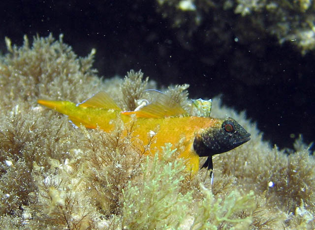 Tripterygion delaisi (Peperoncino giallo)